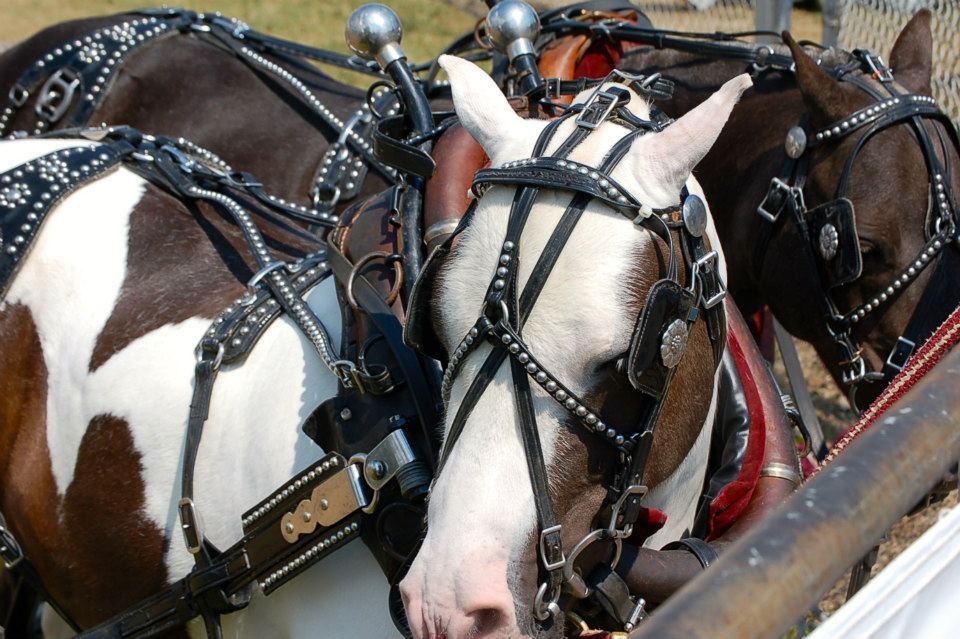 Lorain County Fair